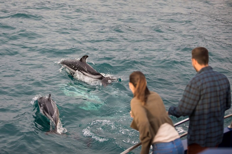 Dolphin encounter in Kaikoura