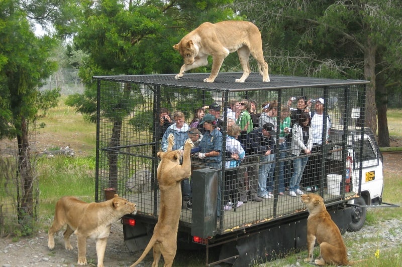 Feeding Lions at Orana Wildlife Park New Zealand