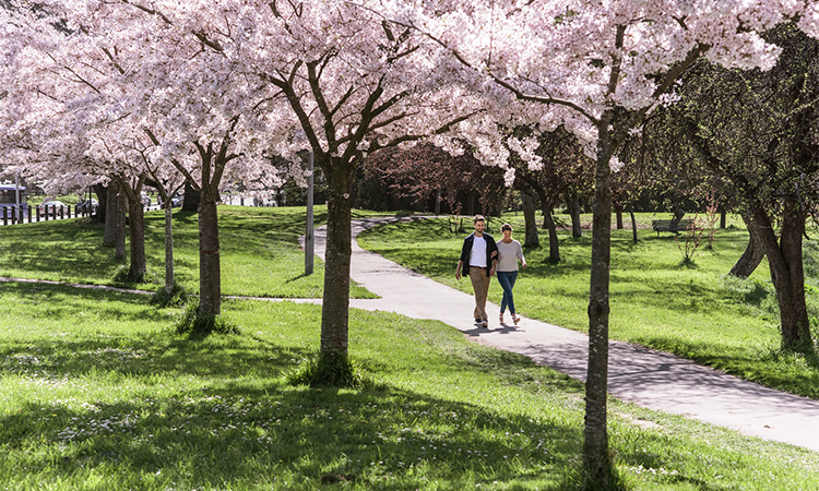 Hagley Park blossoms