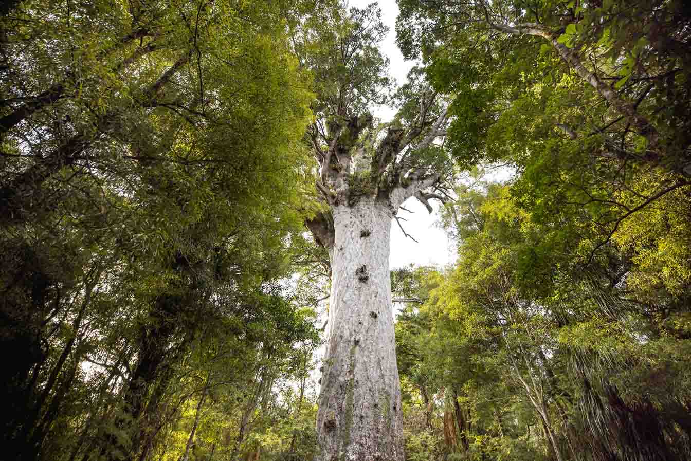 Tane Mahuta 