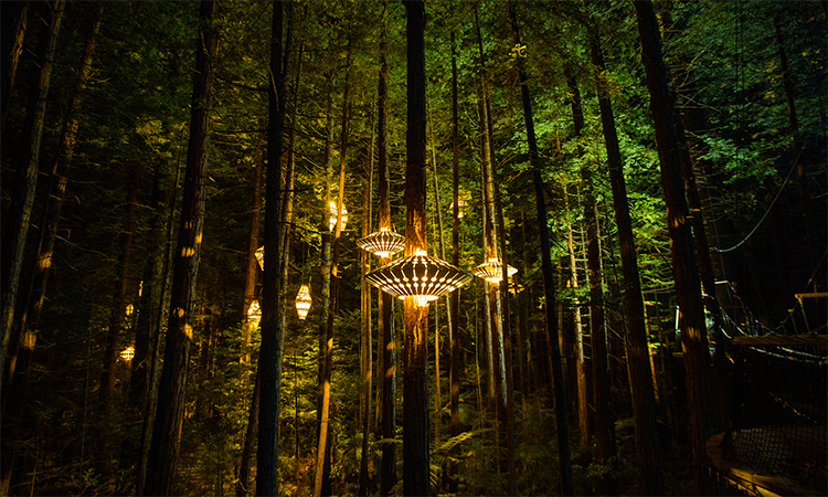 Redwoods Nightlight 750x450