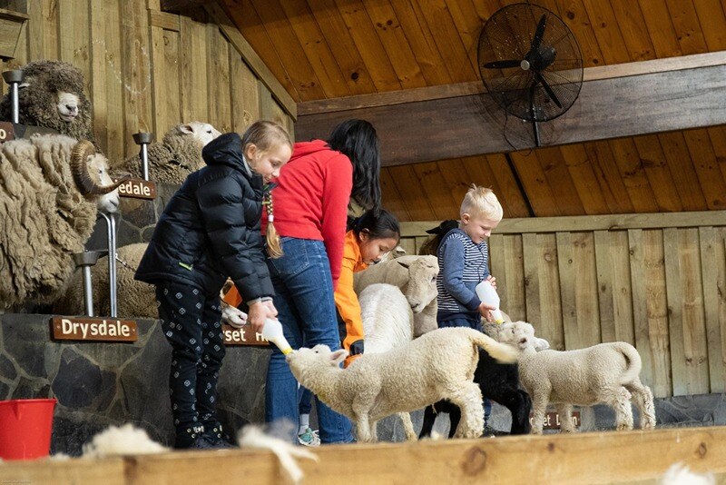 Agrodome Rotorua feeding lambs