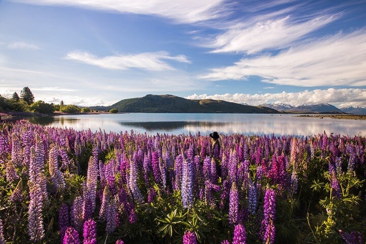 Lupins at Lake Tekapo