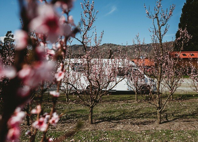 Motorhome amongst cherry blossom trees