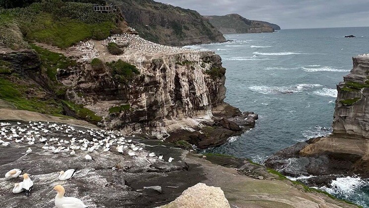 Muriwai Gannets