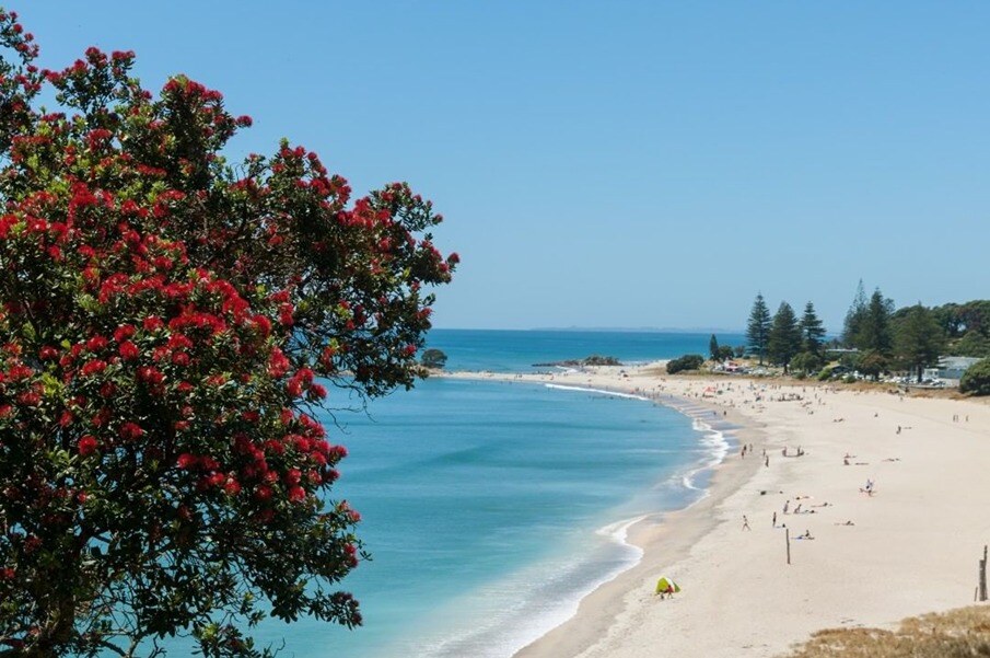 Pohutukawa tree and beach