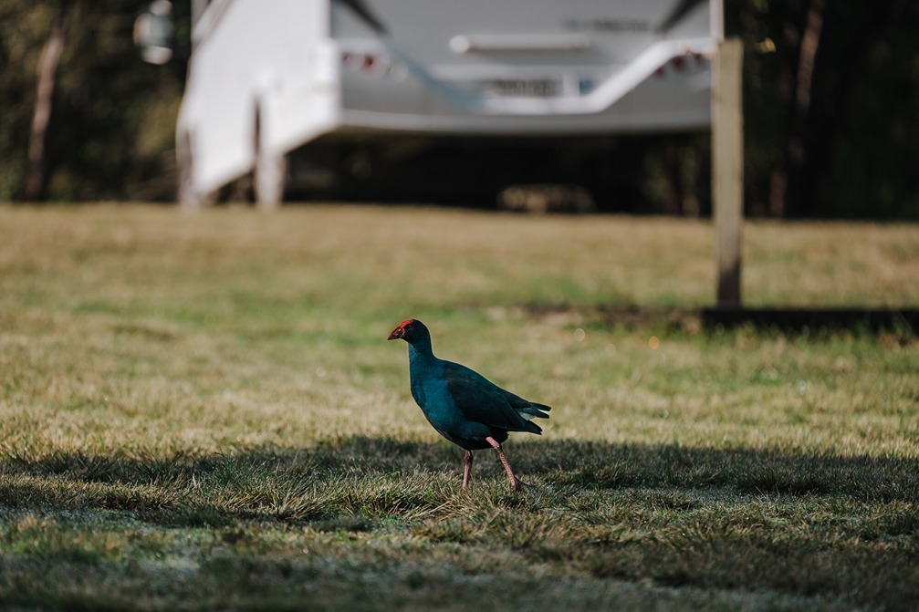 Pukeko in nature