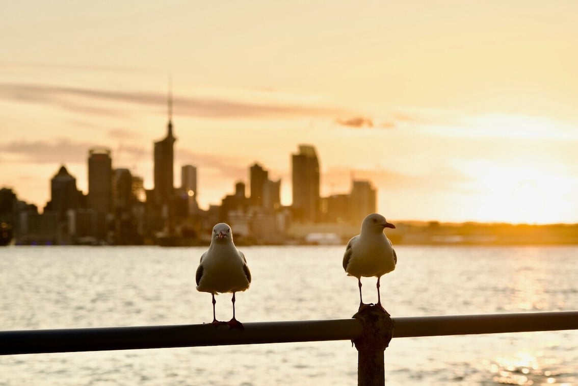 Auckland City with two seagulls during a sunset