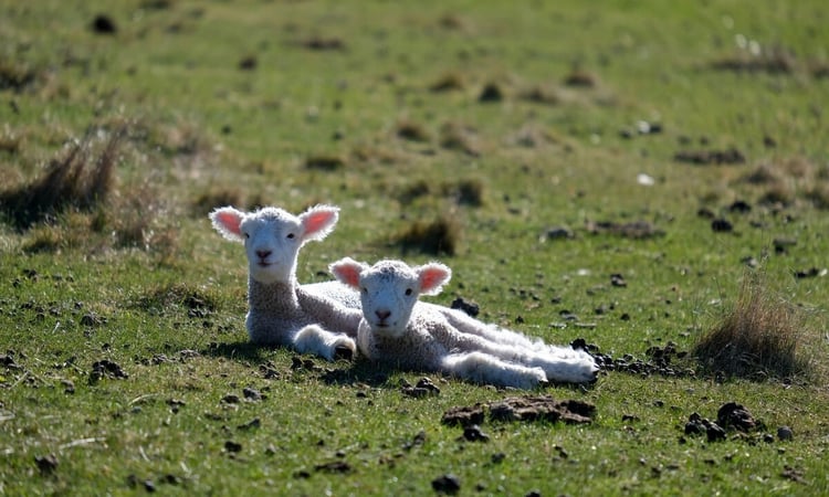 Two Lambs in the grass in Spring
