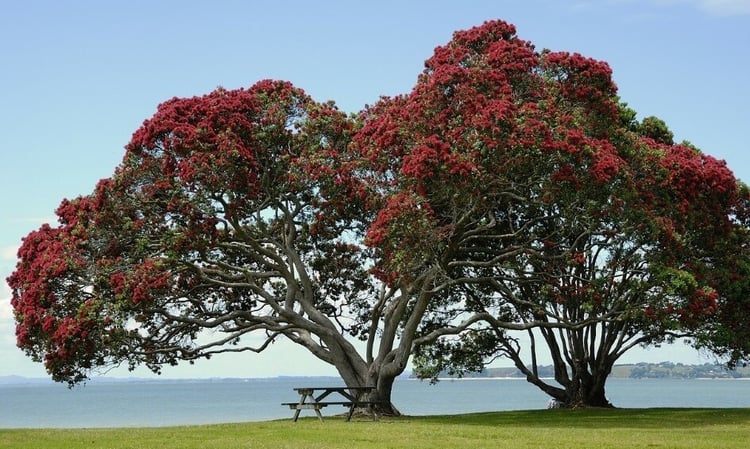 pohutukawa tree new zealand 750x450