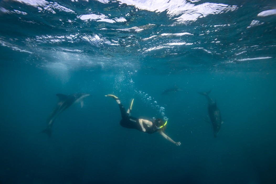Kaikoura Dolphin Swim - TNZ (Miles Holden)