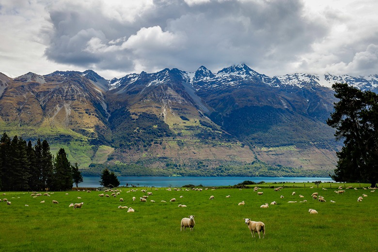 Sheeps in Glenorchy