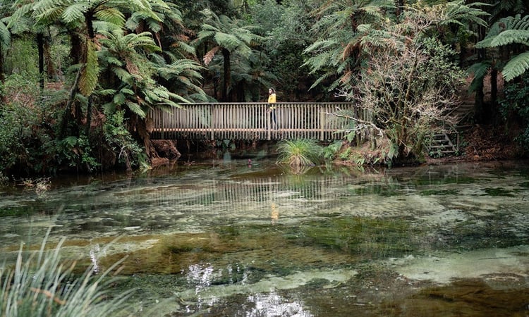 Rorotua-Hamurana Springs (2)