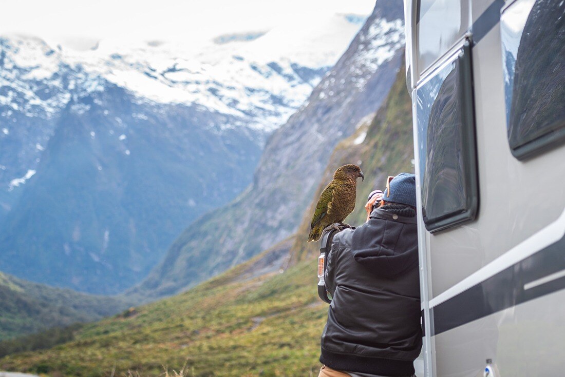 Kea bird resting on a motorhome side mirror