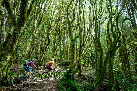 Timber trail(Credit to Hamilton & Waikato Tourism)