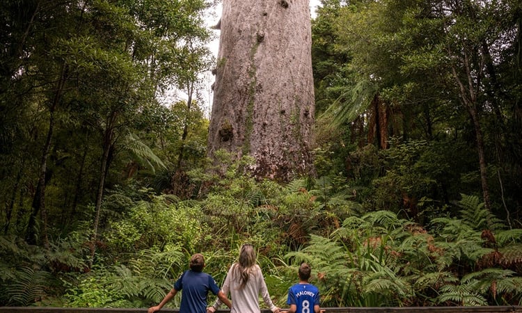 RS21788_Tane Mahuta-4424x2654-efecb35