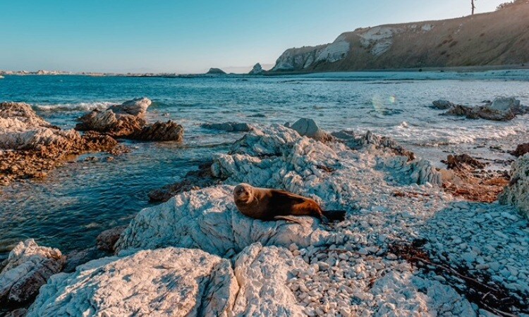 A seal in Kaikoura