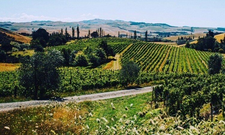 North Canterbury Winery