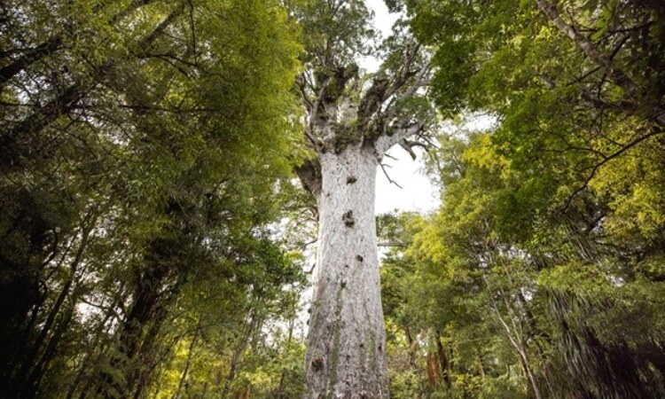 Tane Mahuta