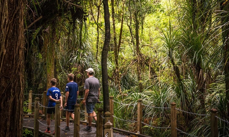 Tropical Rainforest Tane Mahuta