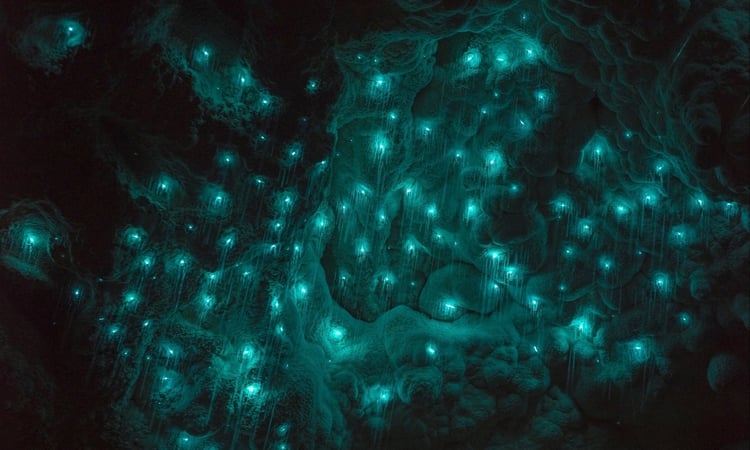 Waitomo glowworms