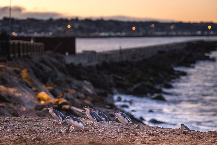 Blue Penguin Colony, Oamaru