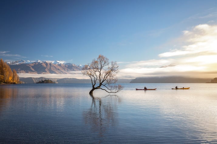 That Wanaka Tree