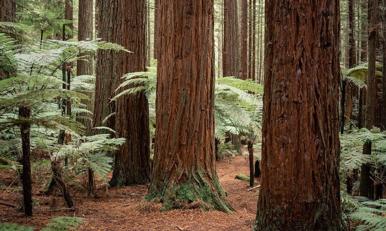 Rotorua-Redwoods