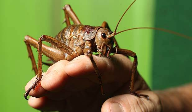 Weta