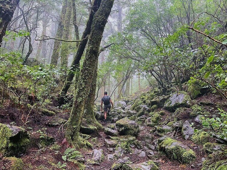 Chetwood Forest — Canaan Downs Scenic Reserve