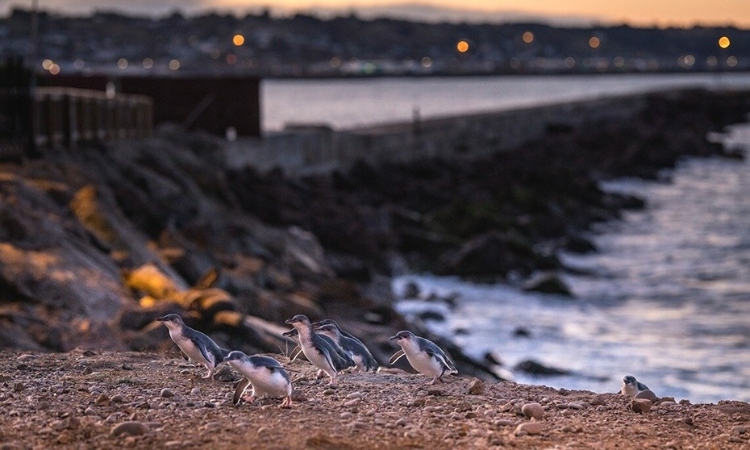 Blue Penguin Colony, Oamaru