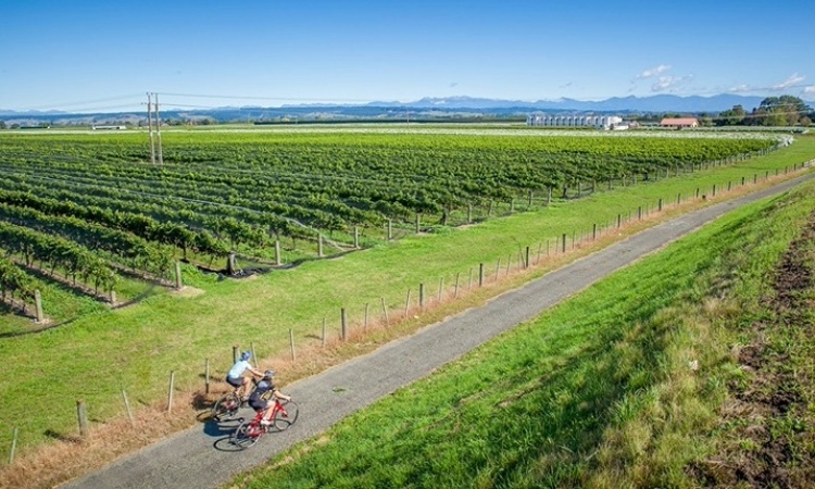 Cyclists near Winery on Tasmans Great Taste Trail - credit George Guille Media