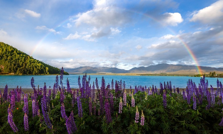 Lupins at Lake Tekapo