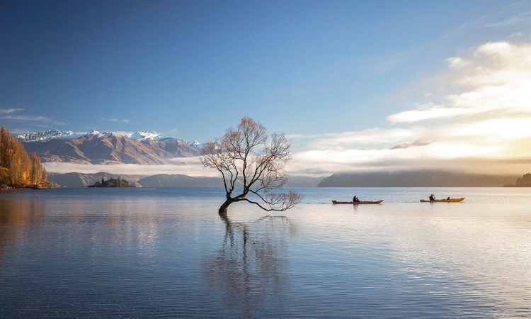 That Wanaka Tree