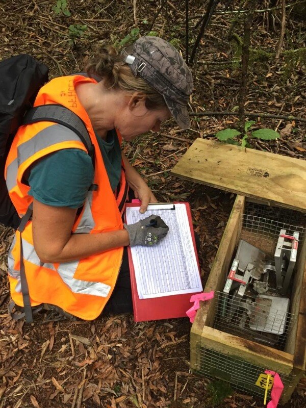 Predator Free Hauraki Coromandel Community Trust (PFHCCT) Work