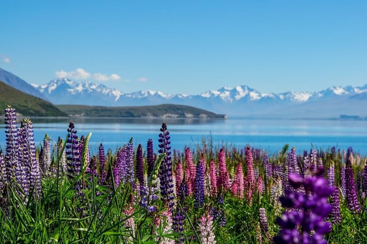 lupins lake new zealand by rana88888