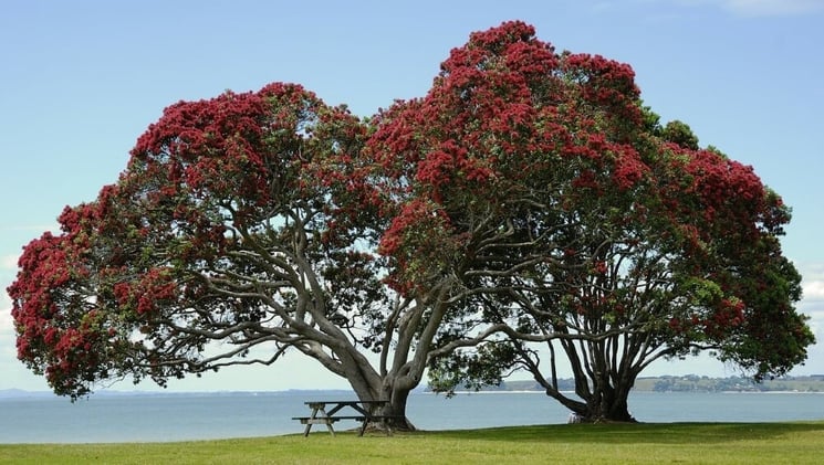 pohutukawa tree new zealand 1000px-1