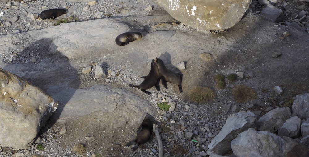 Ohau Point Kaikoura Seal Colony