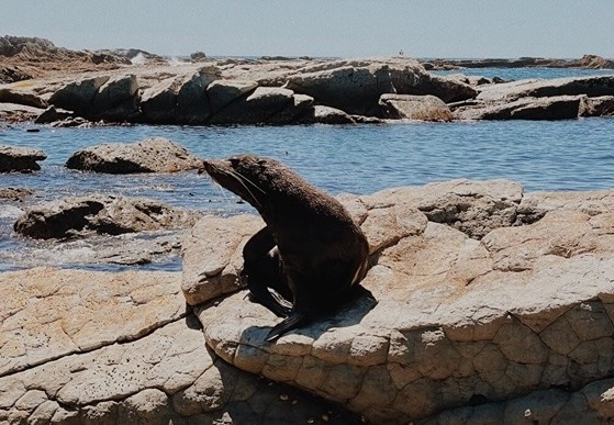 Seal on rock Kaikoura