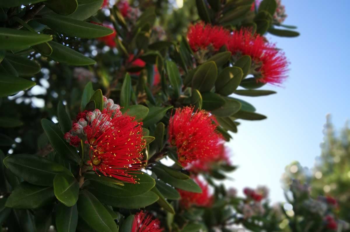 Pohutakawa tree New Zealand