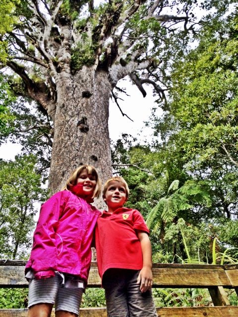 holidays, new zealand, road trip, 