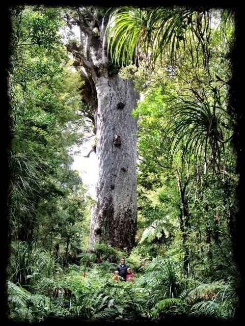 campervan, holidays, new zealand, 