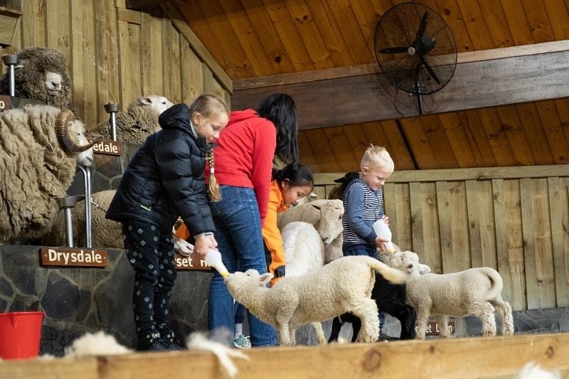 Kids feeding sheeps at Agrodome in Rotorua