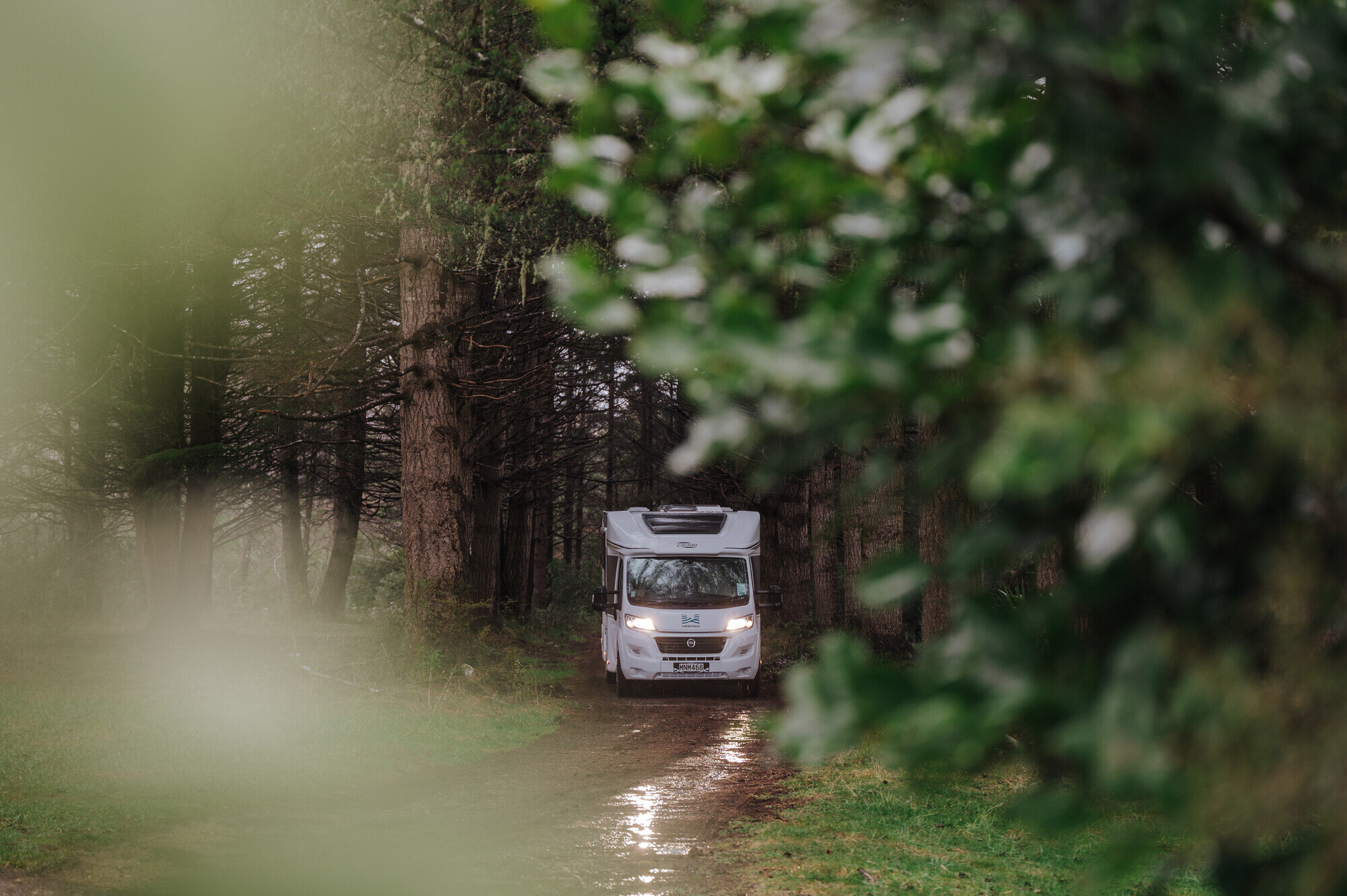 Low hanging branches on road