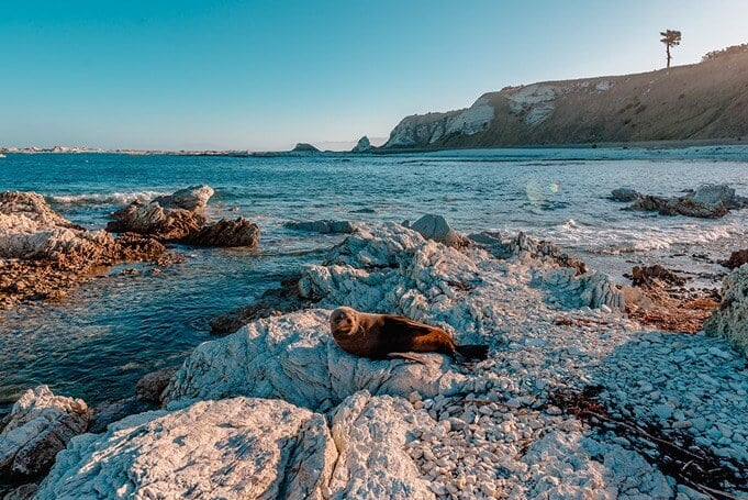 Seal sunbathing at Kaikoura, New Zealand