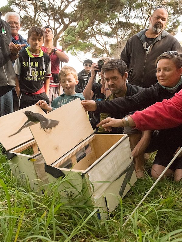 crowd-letting-bird-free