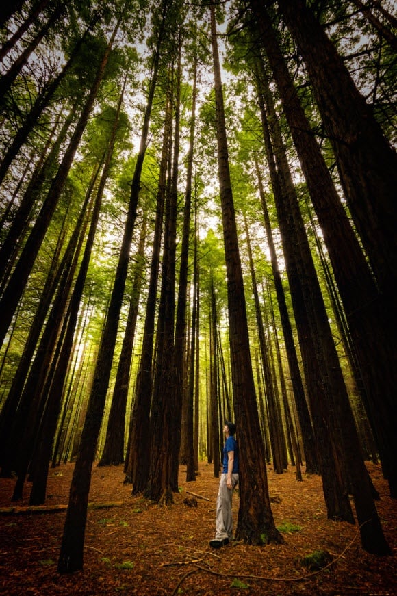 Place yourself on the movie set at the Redwoods Forest Rotorua