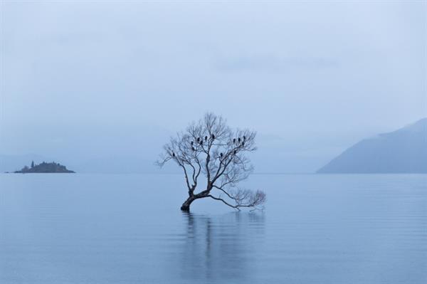 That Wanaka Tree 