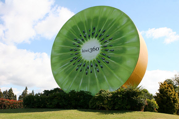 Giant Kiwifruit at Te Puke, Bay of Plenty New Zealand